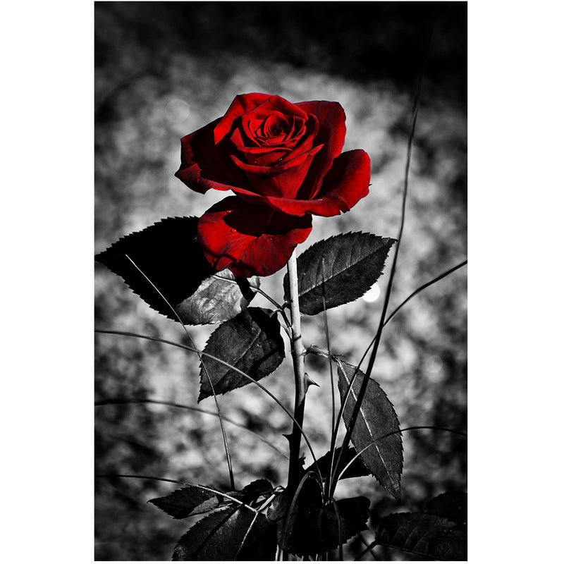 Canvas Painting

floral wall decor

rose art print

canvas flower poster

modern wall art

rose flower painting

botanical canvas print

living room wall art

modern flower artwork

rose poster art

canvas wall painting